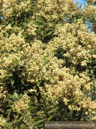 Image result for Brachylaena huillensis