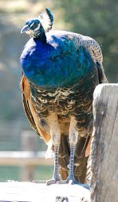 Olympic Game Farm Sequim Wa Fun Place To Visit Cool Places To Visit Sequim Dream Vacations