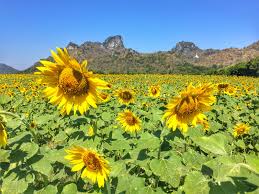 Kebun bunga matahari bantul jogja batu bali taman puncak malang indonesia yogyakarta kediri samas perkebunan cisarua bogor jakarta cipanas bandung oro ombo sanden thailand pantai gunung api. Sunflower Festival Di Lopburi Thailand Pergidulu Com