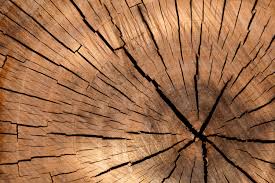 A dense growth of trees more extensive than a grove and smaller than a forest. This New Super Wood Material Is Stronger Than Steel Materialdistrict