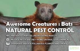 If it weren't for bats, our homes and our cities would be overrun with mosquitoes, flies, beetles. Bats Natural Pest Control Apercu Consultants Inc