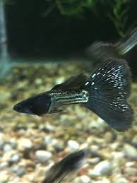 6 Live Black Jacket Metalhead Guppy Fry Fancy Guppy Freshwater Fish Betta Fish Aquarium Fish For Sale Fish