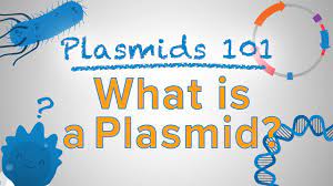 Plasmids 101 What Is A Plasmid