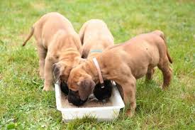 Your great dane puppy stock images are ready. 8 Reasons Why Your Great Dane May Not Be Eating Their Food