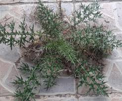 Image result for Pneumatopteris afra