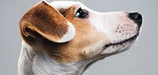 Seizures can be a sign of brain tumors and are typically seen in older dog cancer patients, says dr. Dogs May Unlock The Secrets Of Brain Cancer In Humans Cancer Health