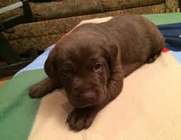 Dakota puppy stop matches & delivers healthy, loving puppies for sale from reputable breeders to good homes in eastern south dakota. Chocolate Labrador Puppies For Sale In South Dakota