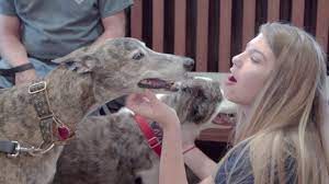 See reviews, photos, directions, phone numbers and more for all pets animal hospital locations in katy, tx. Top Rated Local Veterinarians All Pets Animal Hospital 24 Hour Emergency Care