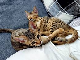I have sbtf7 savannah kitten d.o.b. Cute Savannah Kittens For Sale In Abu Dhabi Abu Dhabi Cats Sulekha