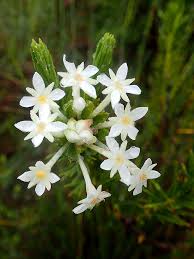 Image result for Gnidia chrysantha