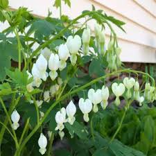 Image result for Dicentra spectabilis alba