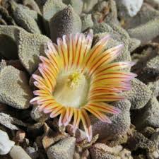 Image result for Nananthus aloides