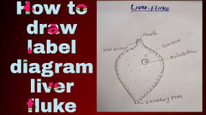 A liver fluke (bovine faciolosis) is a parasitic nematode worm that can cause substantial liver damage within its host. How To Draw Liver Fluke Label Diagram Biology Diagram Sr Zoologist Youtube