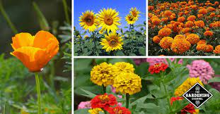 We did not find results for: Which Flowers Grow The Fastest Try These For Fast Results Gardening Channel