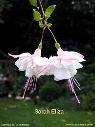 Fuchsia Sarah Eliza Fuchsia Flowers Fuchsia Flower Fuchsia Garden