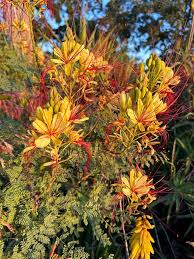 Image result for Erythrostemon