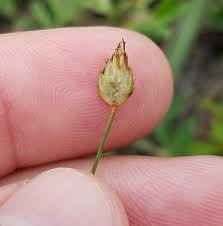 Image result for Abildgaardia ovata