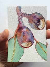 Aceo Gumnuts Original Watercolour Painting Of Silver Princes Etsy Botanical Art Abstract Flower Painting Flower Art
