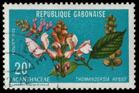 Image result for Thomandersia hensii