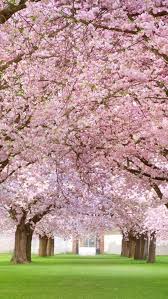 iphone5wallpapershub wallpapers for your iphone 5 5c 5s พ นหล ง ธรรมชาต ซาก ระ