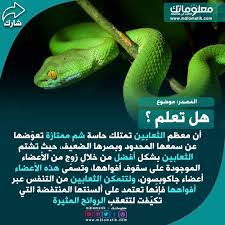 الثعابين snake