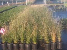 Image result for Juncus exsertus