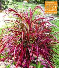Pennisetum Fireworks 1a Pflanzen Baldur Garten Staudengarten Garten Garten Gestalten