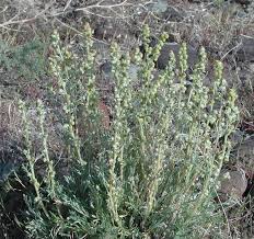 Image result for Campylospermum vogelii