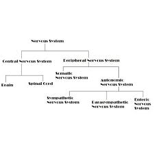 nervous system flow chart