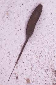 For example, getting cut or otherwise damaged. Rat Tailed Maggot What S That Bug