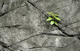 Do plants like rocks? They grow from the earth, (a big rock) would they prefer to be touching rocks? - Quora