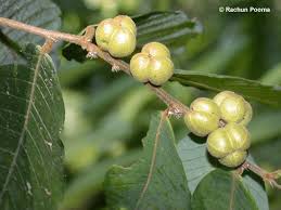 Image result for Cleistanthus