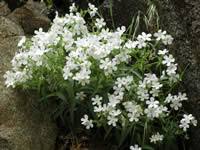 Image result for Heywoodia