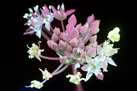 Sparkling Photos Of Flowers Glowing Under Intense Uv Light Glowing Flowers Flower Photos Flowers