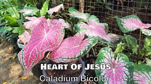 We did not find results for: Ornamental Plants In The Philippines With Names Including Scientific Name Part 2 Youtube