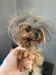 We have grown from a small neighborhood shop to large part of the pet community in angie has been grooming nearly 20 years and still loves every pet as if it were her own. Wagg N Tails Home Facebook
