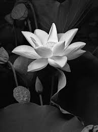 Black And White Water Lily Flower Tattoo Lotus Love Black And White Leaves Flowers Photography White Flowers