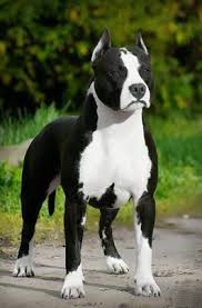 American staffordshire terrier / mixed (short coat). American Staffordshire Terrier The Amstaff A Cross Between The Old English Bulldog And One Or More Terriers Was Truly M Animals Dog Breeds Pitbull Terrier