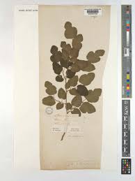 Image result for Morus indica