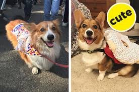 All puppies are sold and have gone to their forever homes. 25 Of The Very Best Corgis Wearing Halloween Costumes