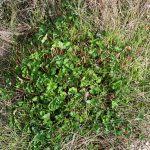 Image result for Pelargonium grossularioides