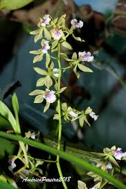 Image result for Annickia ambigua