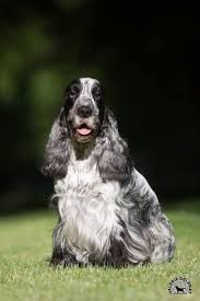 Accueil Cocker Anglais Spaniel Elevage Des Aubepines De La Vilco Cocker Anglais Cocker Chiots Epagneul