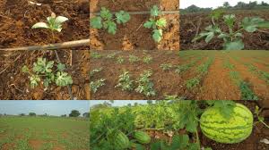 There are 216 watermelon seedling for sale on etsy, and they cost $5.80 on average. Watermelon Plant Growth From Day 1 To 50 Days Cultivating Process Watermelon Seed To Fruits Youtube