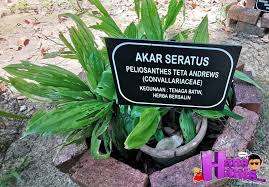 Keadaan ini amat merugikan masyarakat secara umumnya dan juga perkembangan ekonomi negara. Hidangan Minuman Herba Di Taman Herba Tasik Kenyir Hans