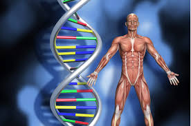 It permits movement of the body, maintains posture and circulates blood throughout the body. Crispr Gene Editing Relieves Duchene Muscular Dystrophy Symptoms Biotechscope