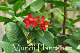 Image result for Ochna kirkii