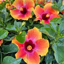 Image result for Hibiscus