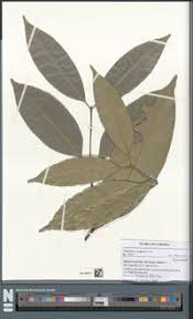 Image result for Hunteria umbellata