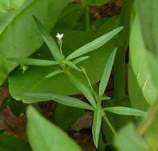 Image result for Oldenlandia herbacea